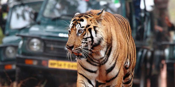 Bandhavgarh Madhya Pradesh