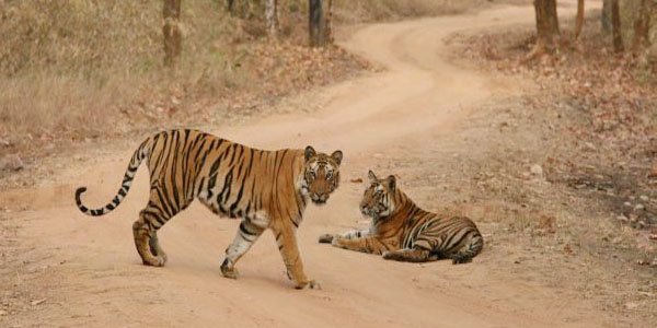 Bandhavgarh Madhya Pradesh