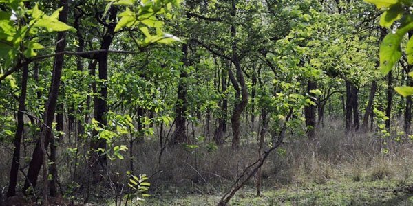 Bandhavgarh National Park