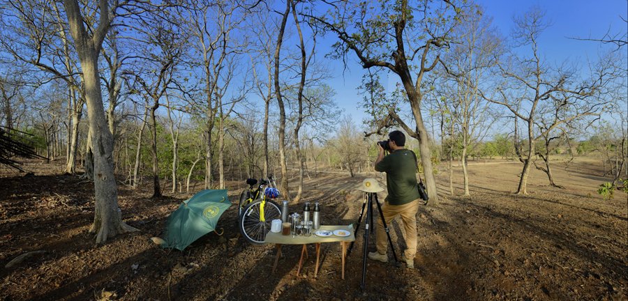 Pench Tree Lodge Pench