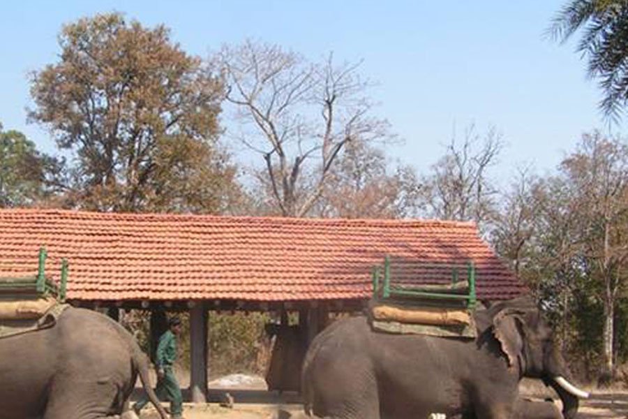 Taj – Baghvan Pench